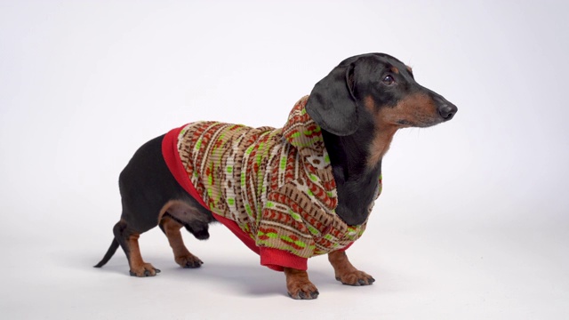 一个可爱的腊肠狗的肖像，黑色和棕色，穿着一件温暖的彩色毛衣帽衫，孤立在灰色的背景视频下载
