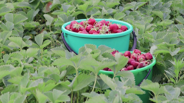 夏日农场里，他们自家花园里的绿灌木丛中，收获着成熟的草莓视频素材