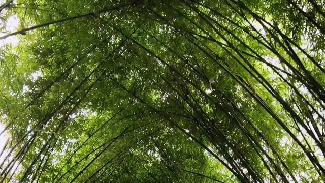 慢动作。阳光照在青竹林中。阳光穿过长着绿色叶子的高大的竹叶。视频素材