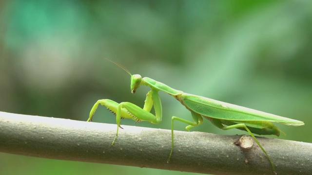 螳螂在树枝上爬行视频素材