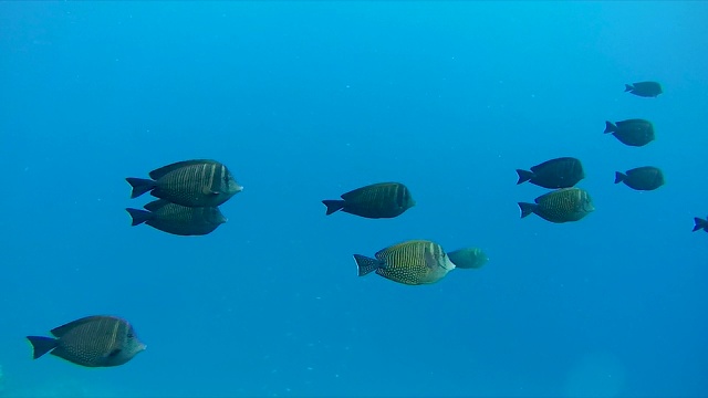 一群鱼在红海里游泳视频下载