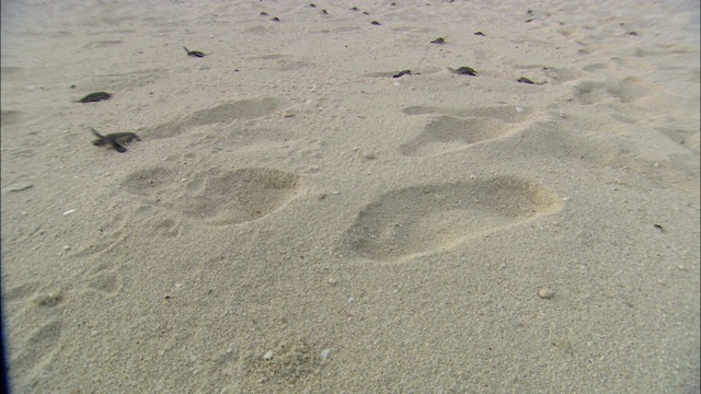 小海龟在松软的沙滩上奔跑。视频下载