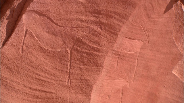 砂岩墙上的雕刻刻画了牛。视频素材