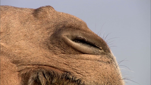 骆驼用鼻孔呼吸。视频素材