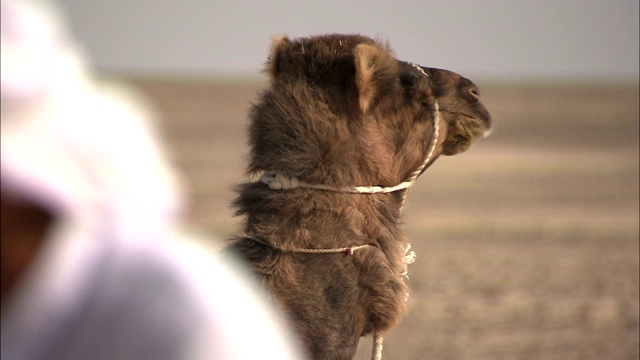 挽具的骆驼在骑手身旁休息。视频素材