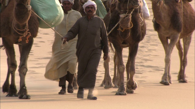 旅行者们领着骆驼在沙地上行走。视频素材
