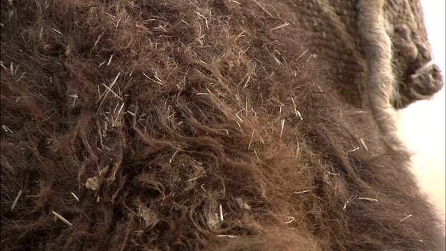 风吹皱骆驼的毛。视频素材