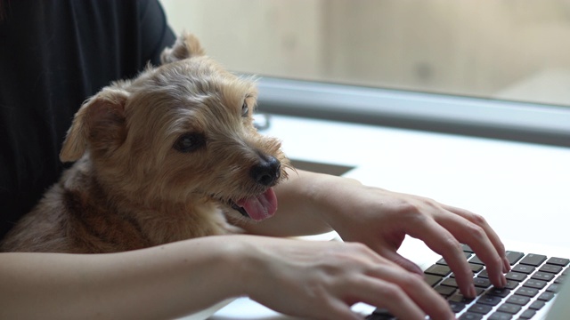 女人和狗一起用电脑视频下载