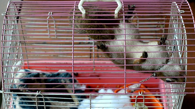 非常近距离的肖像拍摄的松鼠看着相机和吃核桃库存视频视频下载