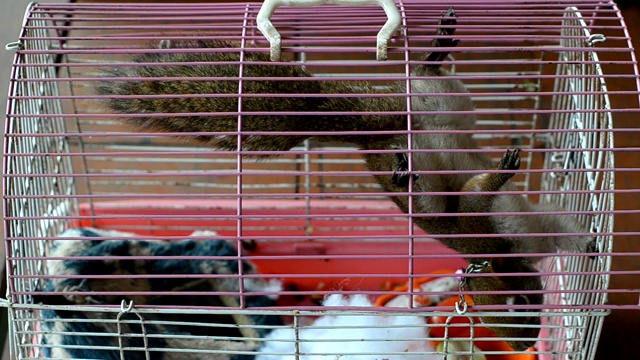 非常近距离的肖像拍摄的松鼠看着相机和吃核桃库存视频视频下载