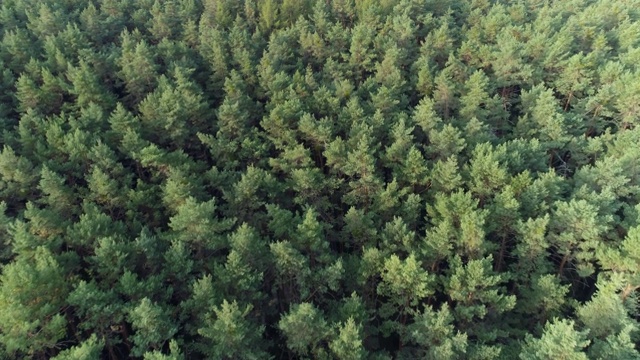 在夏季从上面鸟瞰针叶树的森林。法兰克尼亚,巴伐利亚,德国。视频素材