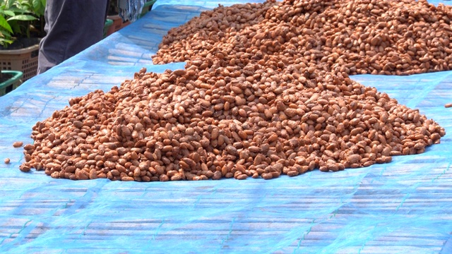 可可豆，或可可豆发酵后在干燥平台上晒干。视频素材