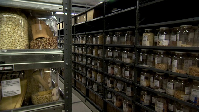 一间储藏室的架子上堆满了成罐的干玉米。视频下载