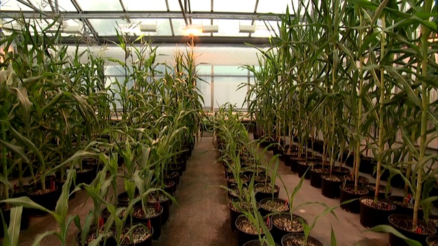 暖灯使温室里的玉米作物保持温暖。视频下载