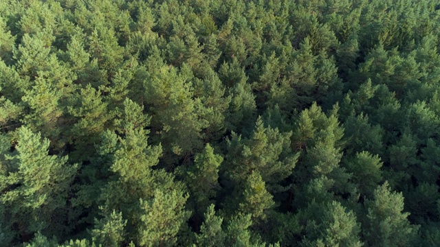 在夏季从上面鸟瞰针叶树的森林。法兰克尼亚,巴伐利亚,德国。视频素材