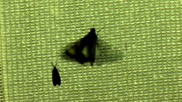 一只昆虫抓住防护网时扇动着翅膀。视频下载