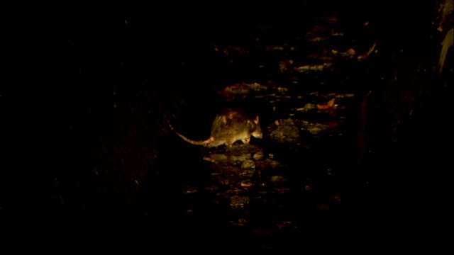 一只老鼠在黑暗的小巷里以垃圾为食。视频素材