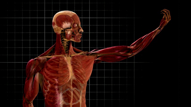 3D动画描绘了人体肌肉系统中肌肉的收缩。视频素材