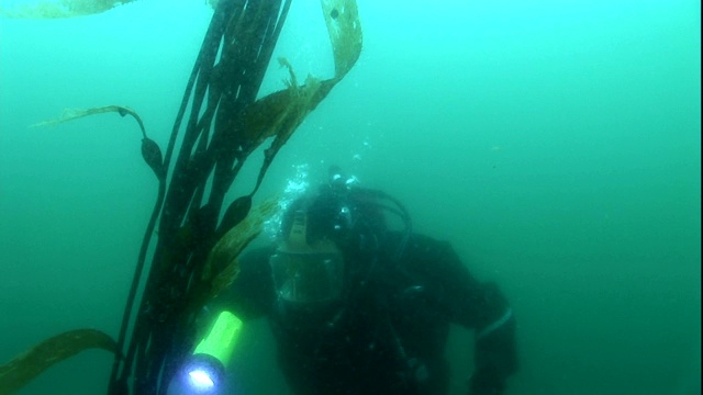 一名潜水员正在调查海藻森林。视频素材