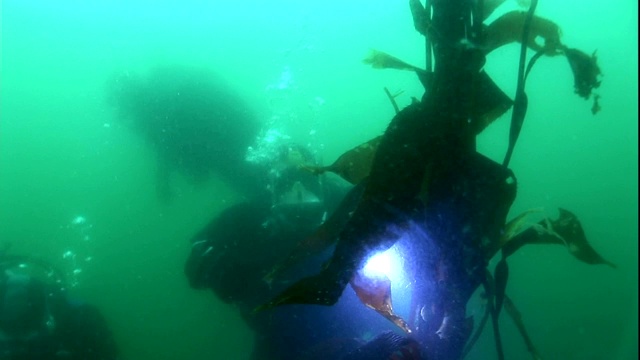 水肺潜水者用手电筒探索海藻森林。视频素材