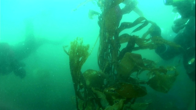 水肺潜水者探索海藻森林。视频素材