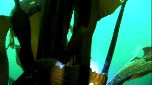 一名潜水员用手电筒照海藻梗。视频素材