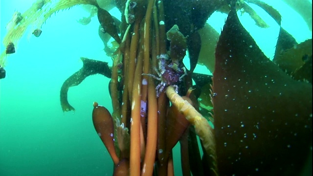 水肺潜水者用手电筒照一只粘在海藻梗上的螃蟹。视频素材