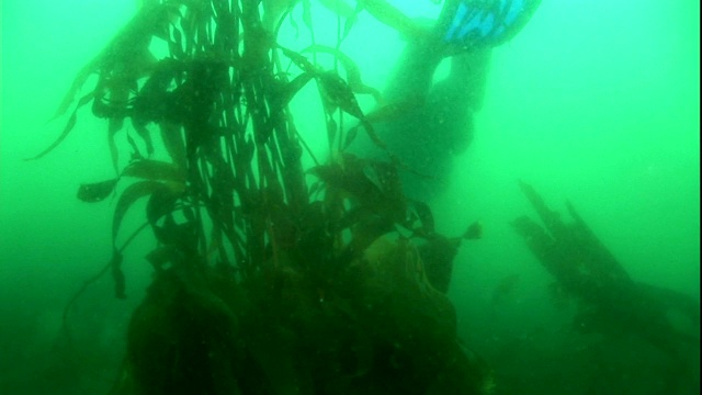 水肺潜水者调查海藻森林。视频素材