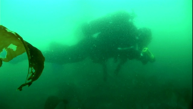 戴水肺的潜水员在一片海藻林周围浑浊的水中游泳。视频素材