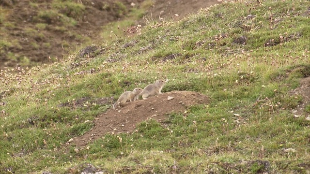 灰白色的土拨鼠在长满草的山坡上蹦蹦跳跳。视频下载