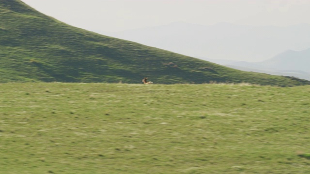 鸟瞰图麋鹿群在黄石国家公园视频下载