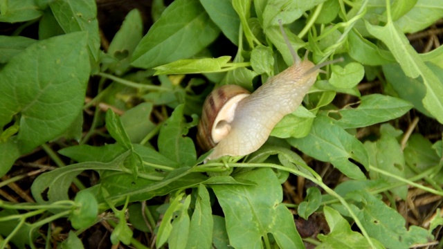 蜗牛在草地上爬行视频下载
