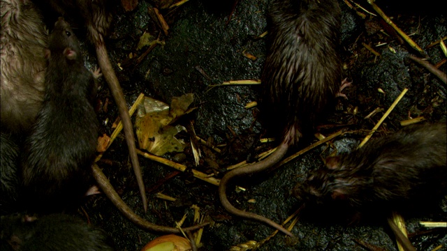 在这部重现大瘟疫的影片中，老鼠在稻草和旧农产品中觅食。视频素材