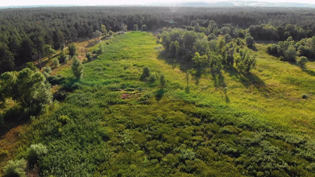 松树林，无人机鸟瞰图。顶视图在松林公园的森林树木视频素材