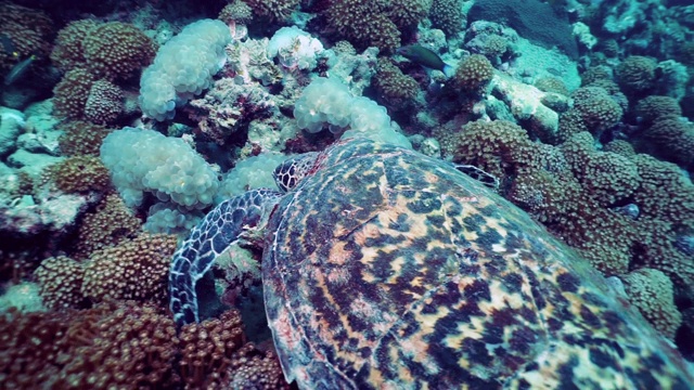 在珊瑚礁觅食的水下玳瑁海龟(Eretmochelys imbricata)极度濒危物种视频素材