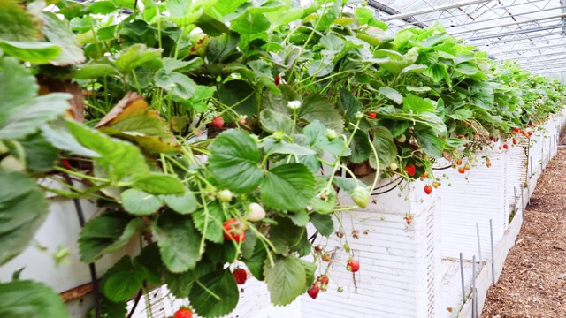 有机温室里的草莓。视频素材