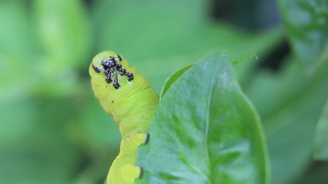 蝴蝶幼虫(毛虫)是对蔬菜有害的害虫。视频素材