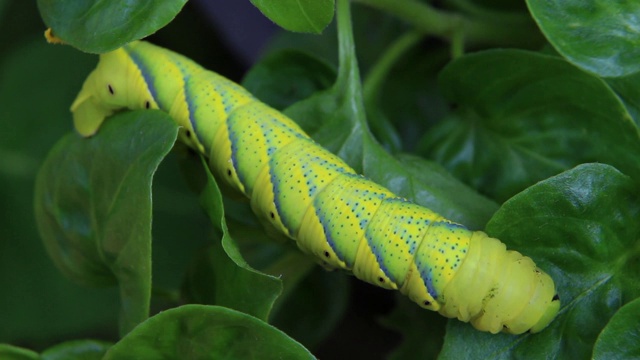 蝴蝶幼虫(毛虫)是对蔬菜有害的害虫。视频素材