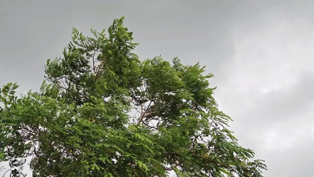 大风在阴天吹树。视频下载