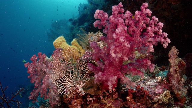 软珊瑚及其珊瑚虫的细节视频下载