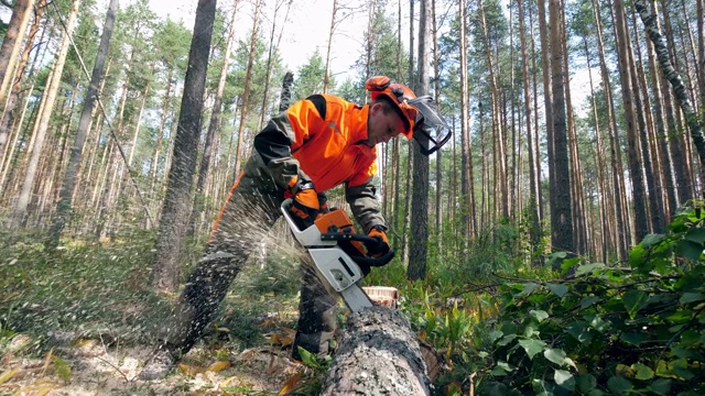 专业的伐木工人用电锯砍树。视频下载