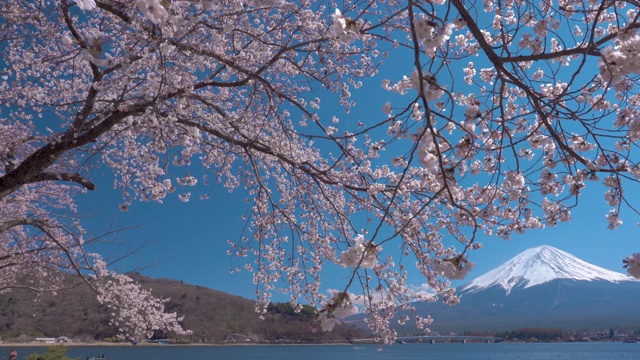 4 k视频:太。富士在春天盛开的樱花在日本藤吉田川口子。视频下载