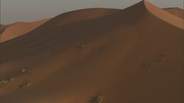 稀疏的沙漠灌木点缀着非洲吉尔夫凯比尔的沙丘。视频下载