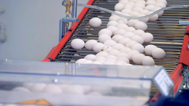 蛋类的运输过程是沿家禽传送带向下进行的。家禽养殖场工业生产线。视频素材