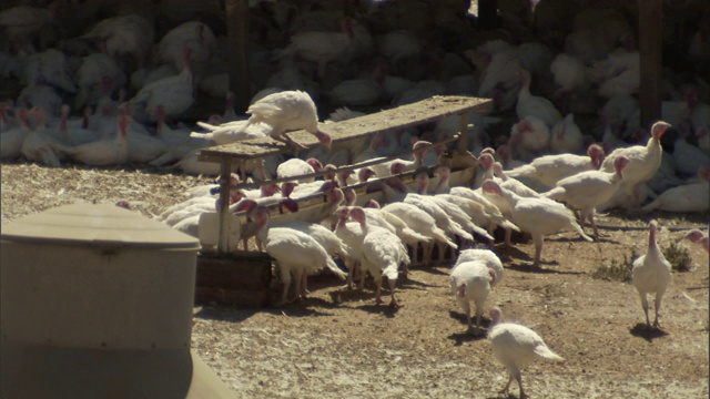 在加州弗雷斯诺的一个养禽场，火鸡聚集在树荫下和饲养员附近。视频下载