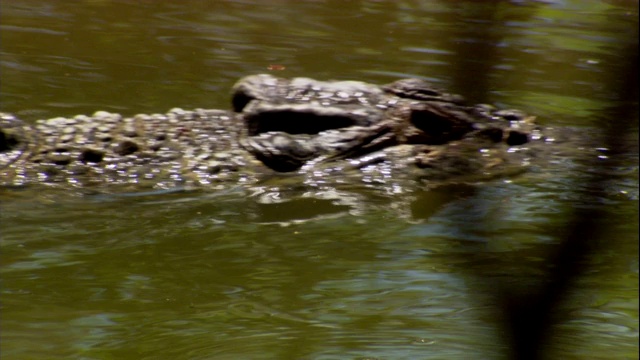 鳄鱼在浑浊的水中游泳。视频素材