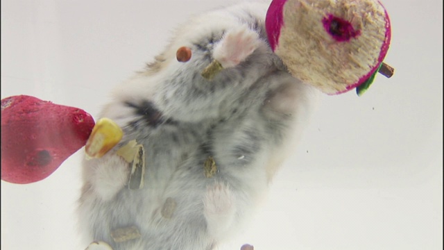 一只仓鼠嗅着笼子地板上的食物残渣。视频素材