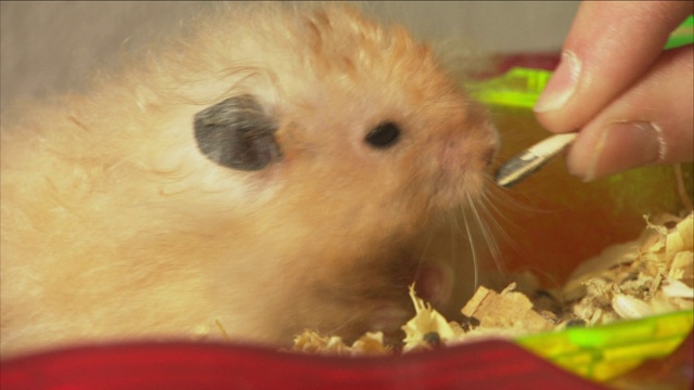 一只仓鼠在吃干玉米。视频素材