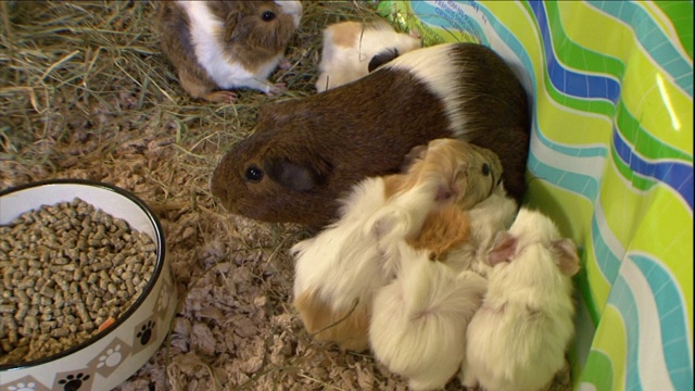 小天竺鼠围着它们的妈妈争先恐后地喂奶。视频下载