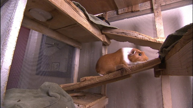 一只仓鼠在木板上蹦蹦跳跳。视频下载
